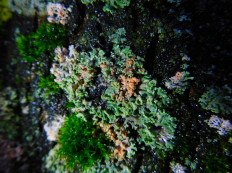 Эритрициум оранжевый (Erythricium aurantiacum)