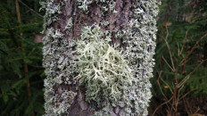 Эверния сливовая (Evernia prunastri)