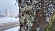 Эверния сливовая (Evernia prunastri)