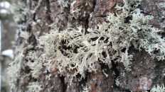 Эверния сливовая (Evernia prunastri)