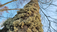 Эверния сливовая (Evernia prunastri)