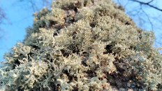 Эверния сливовая (Evernia prunastri)