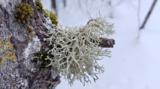 Эверния сливовая (Evernia prunastri)