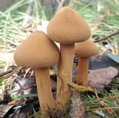 Феолепиота золотистая (Phaeolepiota aurea)