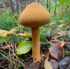 Феолепиота золотистая (Phaeolepiota aurea)