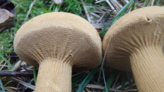 Феолепиота золотистая (Phaeolepiota aurea)