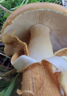 Феолепиота золотистая (Phaeolepiota aurea)