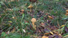 Феолепиота золотистая (Phaeolepiota aurea)