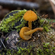 Фламмуластер шиповатый (Flammulaster muricatus)