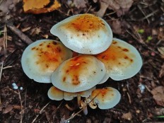 Фламмулина Фенны (Flammulina fennae)