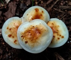 Фламмулина Фенны (Flammulina fennae)