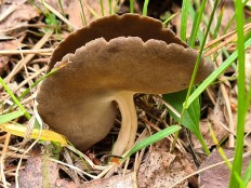 Гельвелла Келе (Helvella queletii)