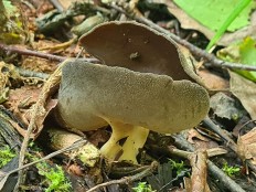 Гельвелла Келе (Helvella queletii)