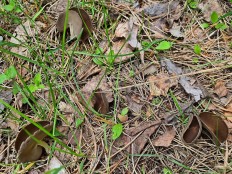 Гельвелла Келе (Helvella queletii)