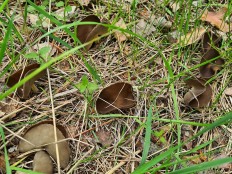 Гельвелла Келе (Helvella queletii)