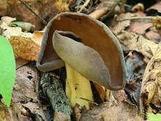 Гельвелла Келе (Helvella queletii)