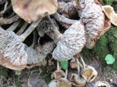 Геотрихум обманчивый (Geotrichum decipiens)