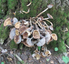 Геотрихум обманчивый (Geotrichum decipiens)