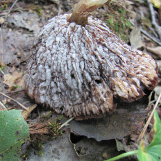 Геотрихум обманчивый (Geotrichum decipiens)