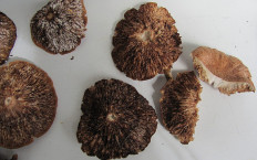 Геотрихум обманчивый (Geotrichum decipiens)