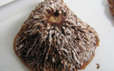 Геотрихум обманчивый (Geotrichum decipiens)