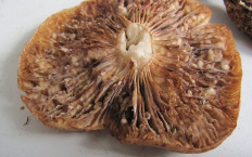 Геотрихум обманчивый (Geotrichum decipiens)