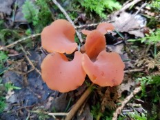 Гепиния гельвеллоидная (Guepinia helvelloides)