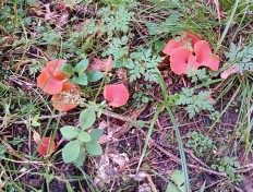 Гепиния гельвеллоидная (Guepinia helvelloides)