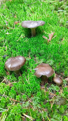 Гигрофор чёрный (Hygrophorus camarophyllus)