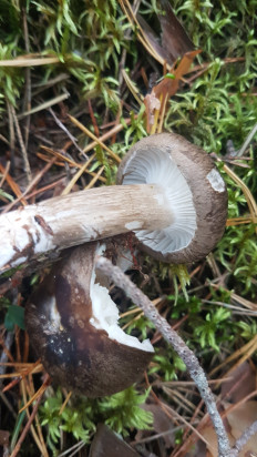Гигрофор чёрный (Hygrophorus camarophyllus)