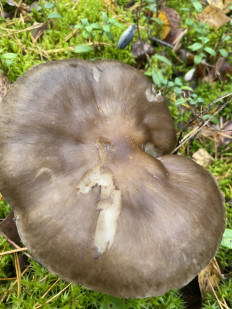 Гигрофор чёрный (Hygrophorus camarophyllus)