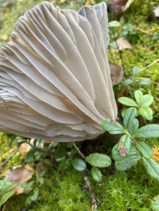 Гигрофор чёрный (Hygrophorus camarophyllus)