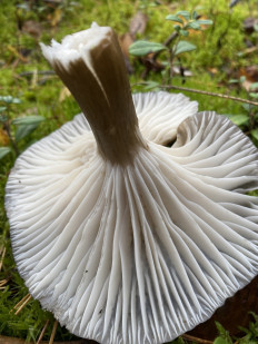 Гигрофор чёрный (Hygrophorus camarophyllus)