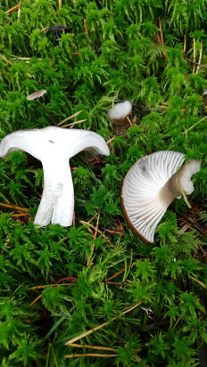 Гигрофор чёрный (Hygrophorus camarophyllus)