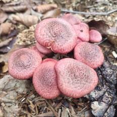 Гимнопил желтопластинчатый (Gymnopilus luteofolius)