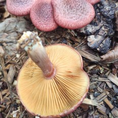 Гимнопил желтопластинчатый (Gymnopilus luteofolius)