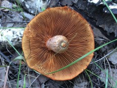 Гимнопил желтопластинчатый (Gymnopilus luteofolius)