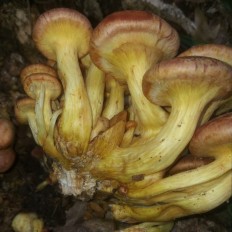 Гимнопил желтопластинчатый (Gymnopilus luteofolius)