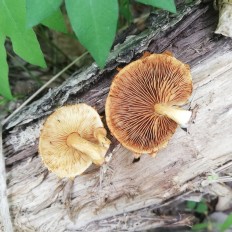 Гимнопил желтопластинчатый (Gymnopilus luteofolius)