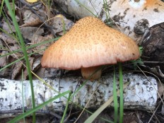 Гимнопил желтопластинчатый (Gymnopilus luteofolius)