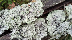 Гипогимния вздутая (Hypogymnia physodes)