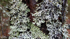 Гипогимния вздутая (Hypogymnia physodes)