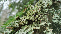 Гипогимния вздутая (Hypogymnia physodes)