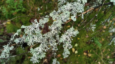 Гипогимния вздутая (Hypogymnia physodes)