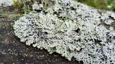 Гипогимния вздутая (Hypogymnia physodes)