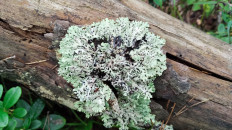 Гипогимния вздутая (Hypogymnia physodes)