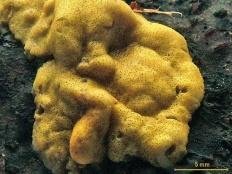 Гипокрея серно-желтая (Trichoderma sulphureum)