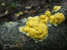 Гипокрея серно-желтая (Trichoderma sulphureum)