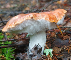 Гипомицес абрикосовый (Hypomyces armeniacus)