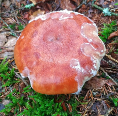 Гипомицес абрикосовый (Hypomyces armeniacus)